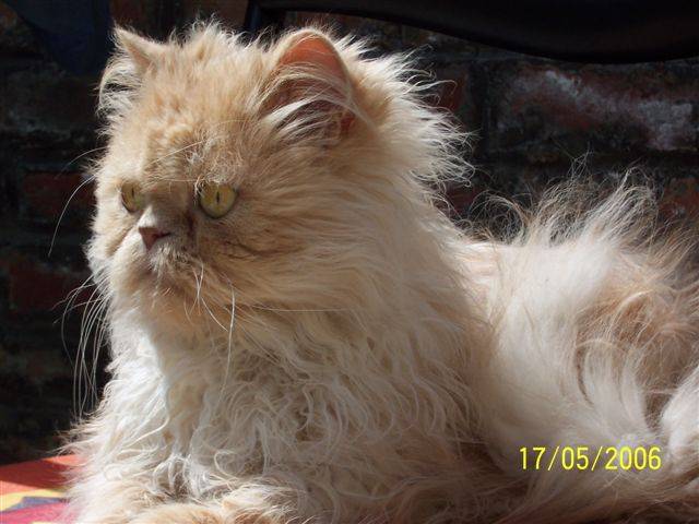 Marlowe -