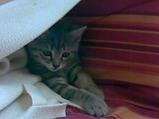 Mr Chitoupi -