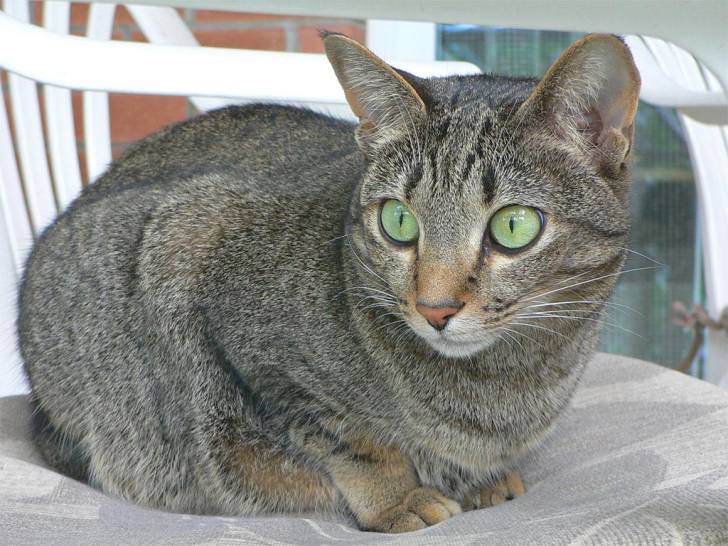Kali, 4 ans - (4 ans)