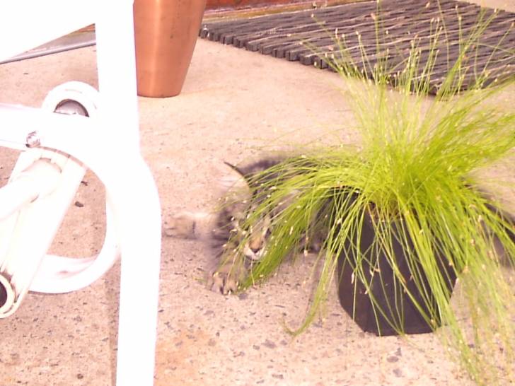 lilo qui va a sa première chasse -