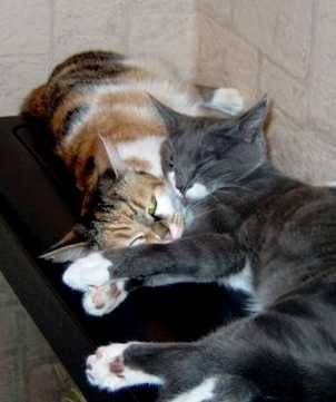 pepito et pim's -