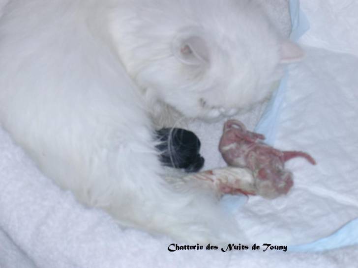 Amande et ses petits -