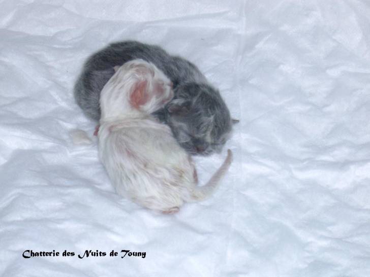 Bébés persans de 12h -