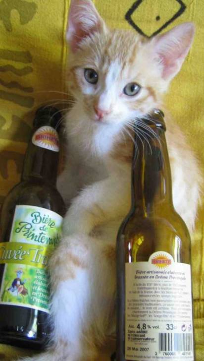 moutchic -