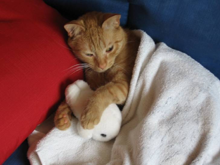 clarky et son dauphin -