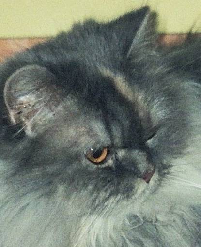 pepita(6ans) -