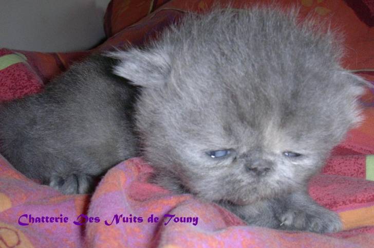 Femelle bleue et blanche -