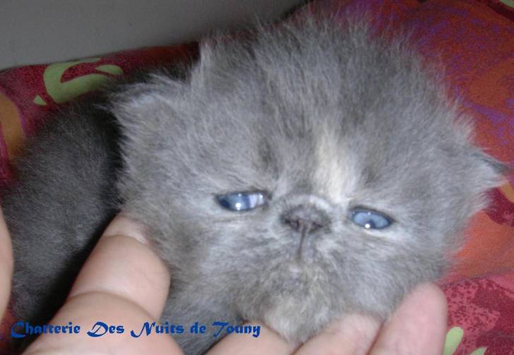 Femelle bleue et blanche -