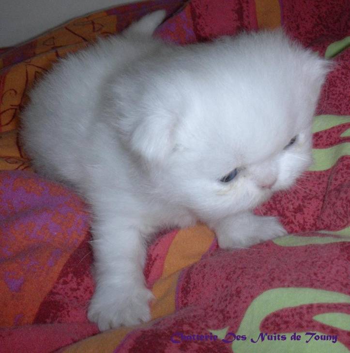 Mâle blanc -