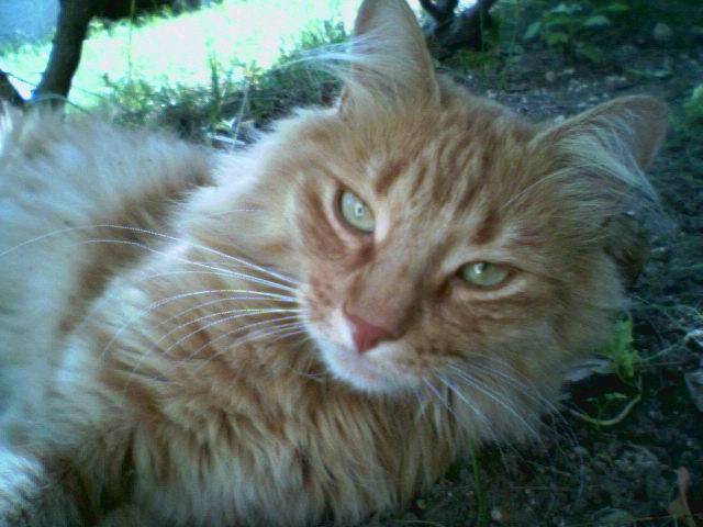 Adieu mon GUINNESS mon bébé, -