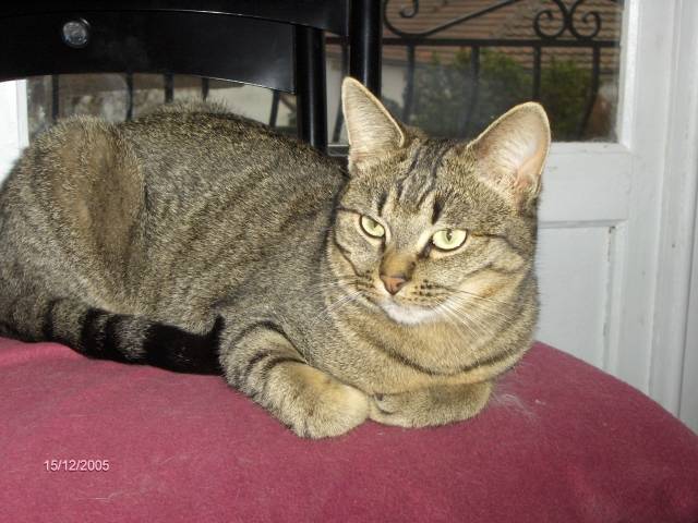 Lilou ma chouminou -