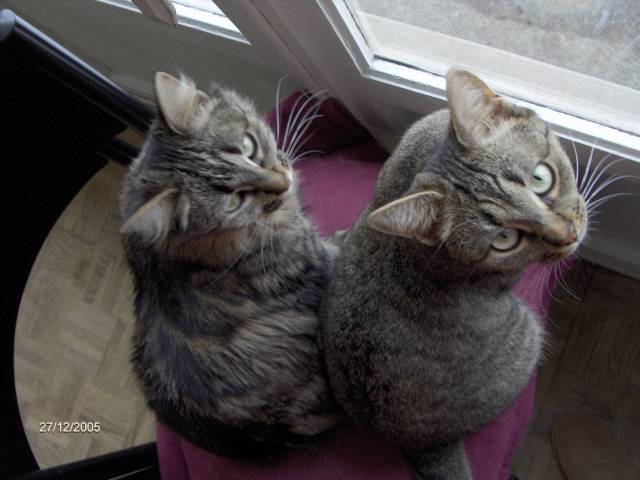 Lilou et sa soeur Scarlet -