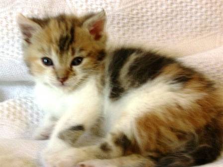 Trésor chaton -