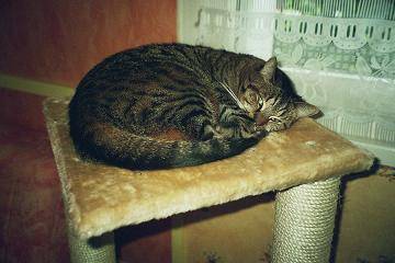 mirabelle -