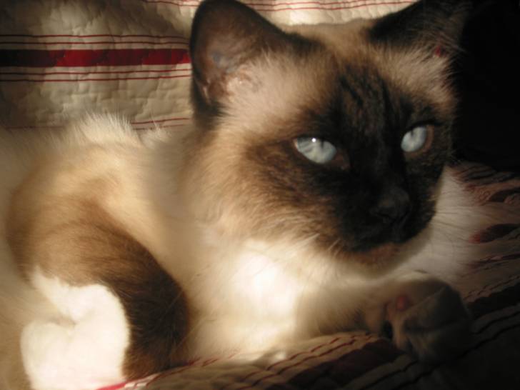Lhassa de Monchat -