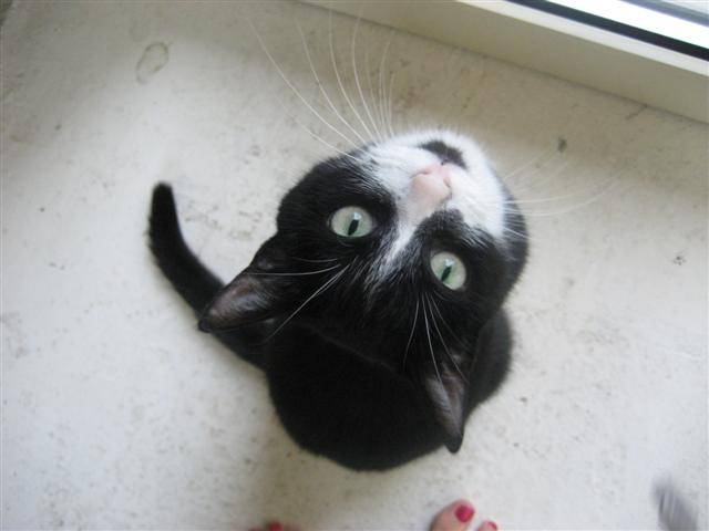 Minette -