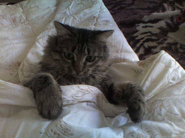 Liloo -