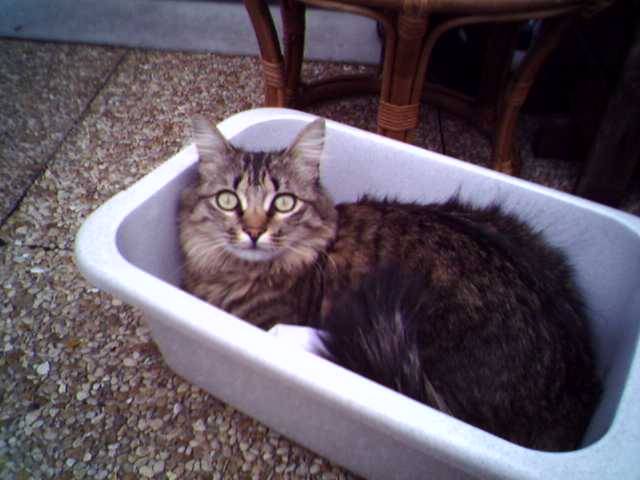 Liloo -