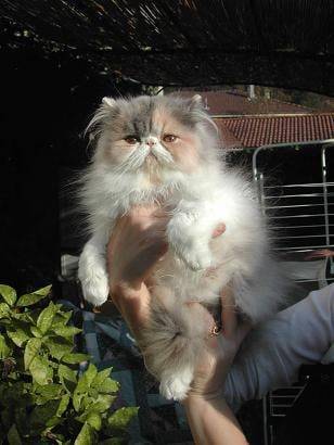 Baby Blue -