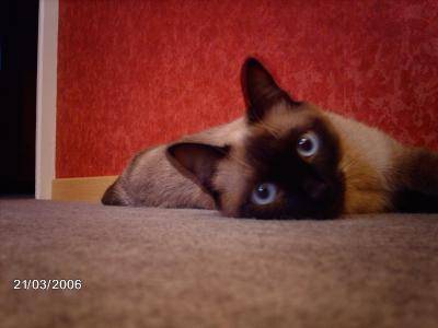 Virgule -