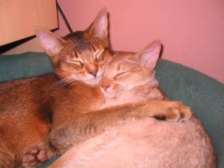 Je t'aime.. -