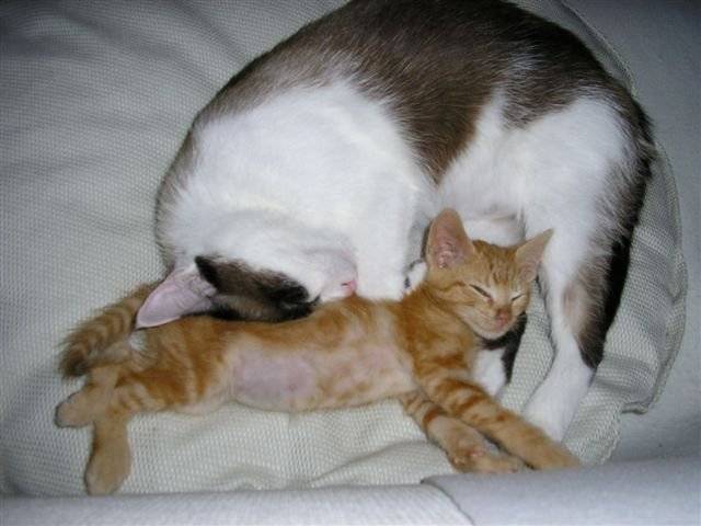 caly et Quinoa -