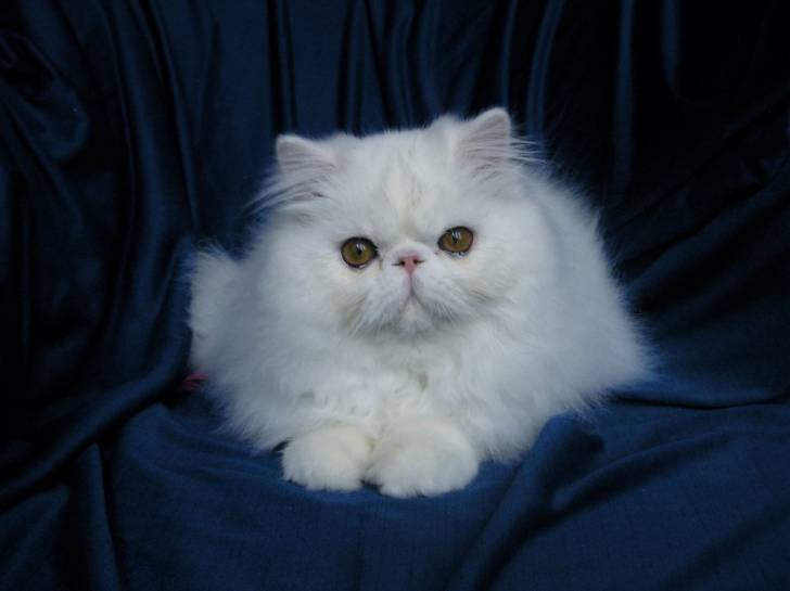 B'Chacok -