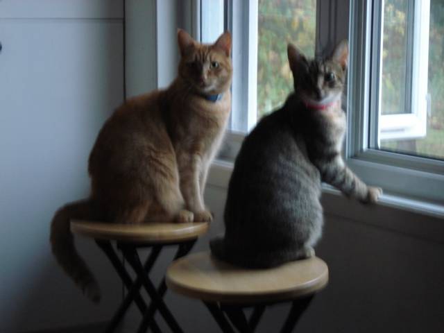 Moka et Réglisse -