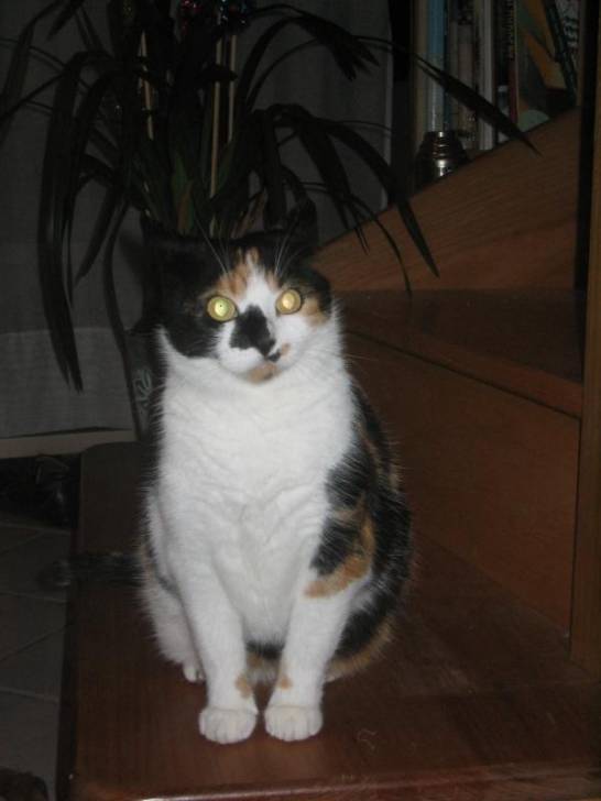 Finette -