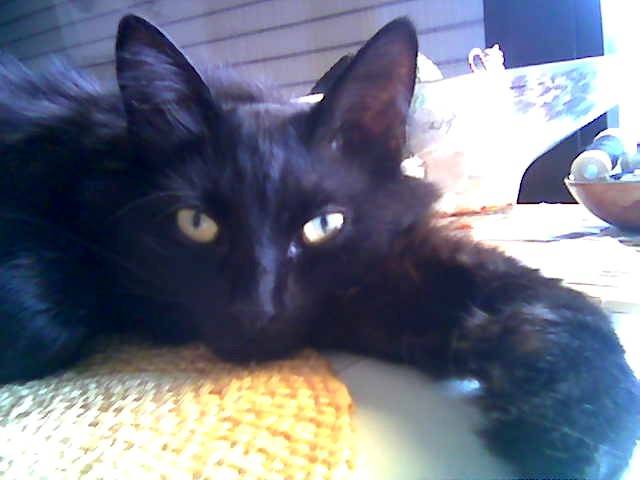 Loulou -