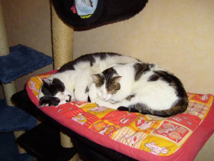 Bouli et Dédé -