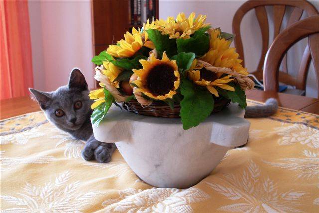 chaton chartreux -