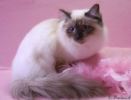 sacre de birmanie -