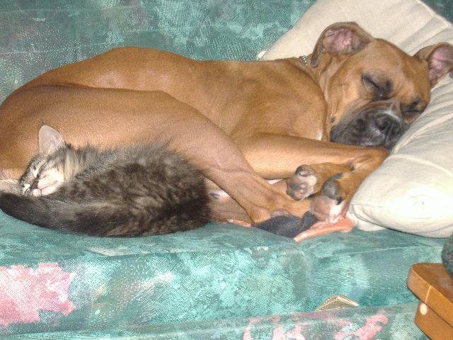 siesta -