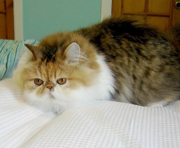 Ma petite Vicky -