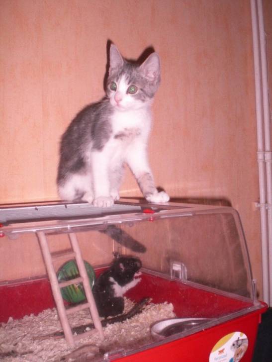 Kornog et Kiki -