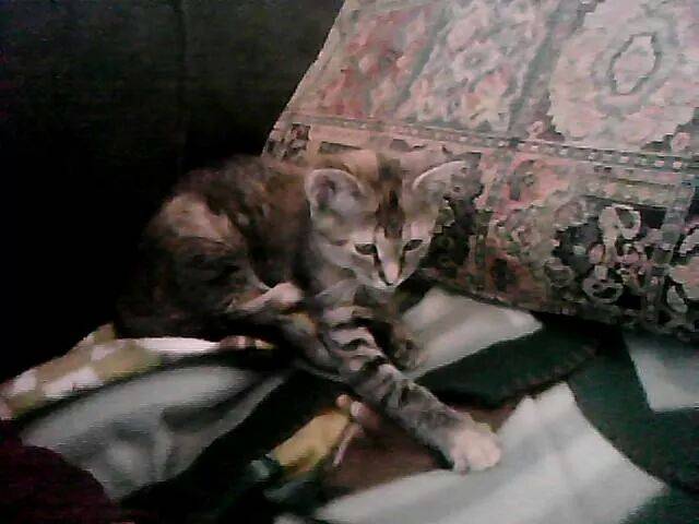 Jingles - (1 an)