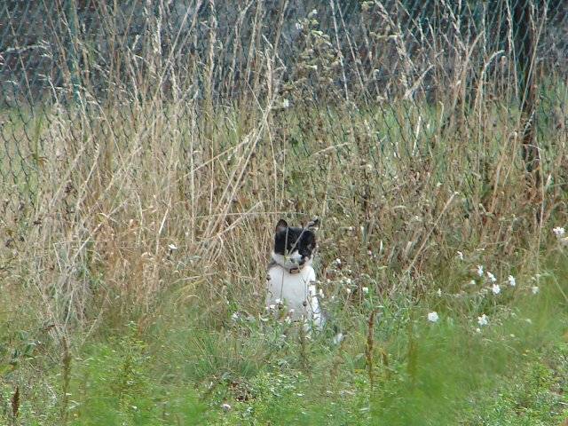 Minou -