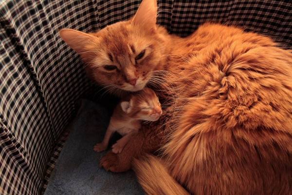 Valentia et son chatton -