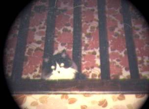 Mickey chat trouvé à St-Malo -