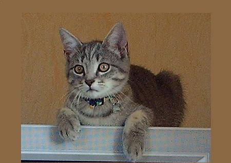 chitoupi -
