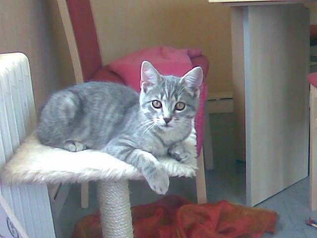 chitoupi -