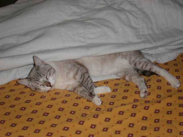 Une petite sieste -