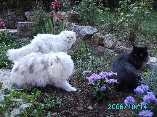 Igloo, Shanou & Popeye -