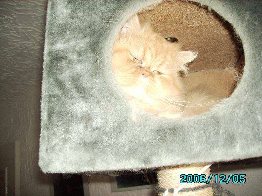 Tigrou -