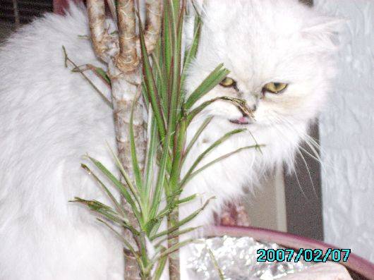 Shanou -