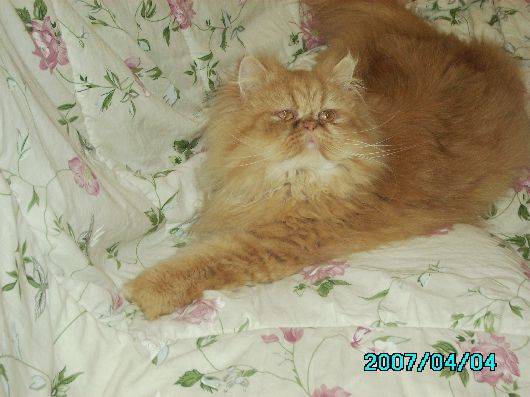 Tigrou -