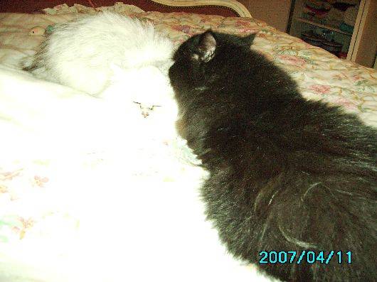 Shanou & Popeye -