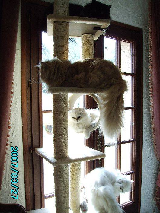 les 4 sur l'arbre à chats -