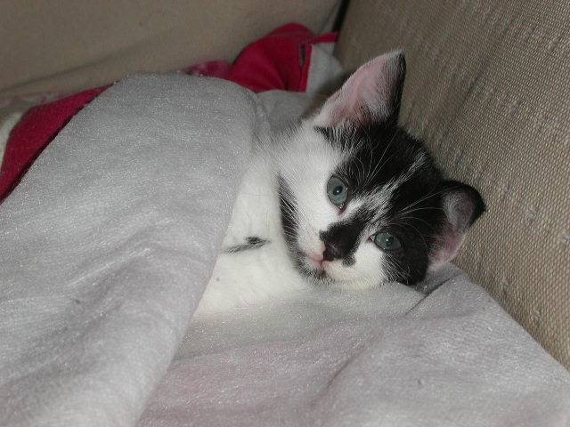 Félix -
